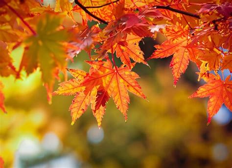 Premium Ai Image Beautiful Autumn Leaves With Blur Background