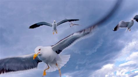 Premium Photo | Flying seagulls