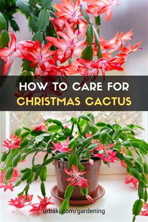 How To Care For Christmas Cactus Christmas Cactus Christmas Cactus Care Cactus Care