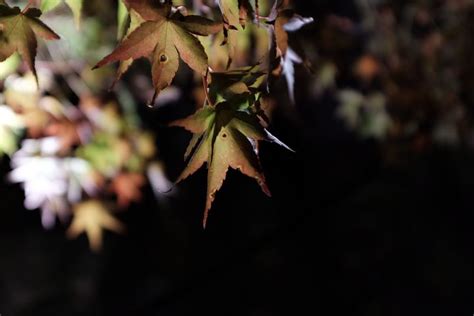 Wabi Sabi Tree Tam Photography Flowers Plants Trees Plants