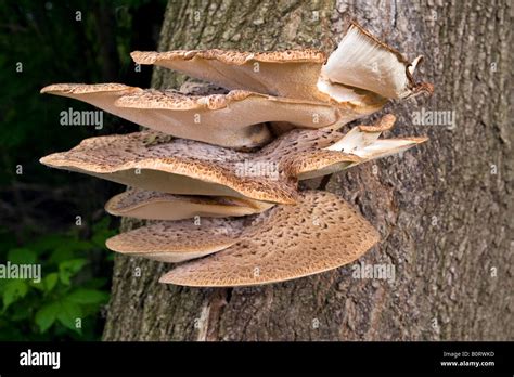 fungi  trees