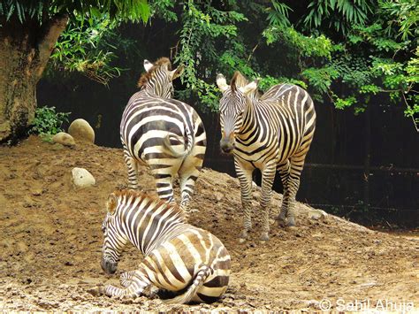 Pixelated Memories: Alipore Zoo, Calcutta