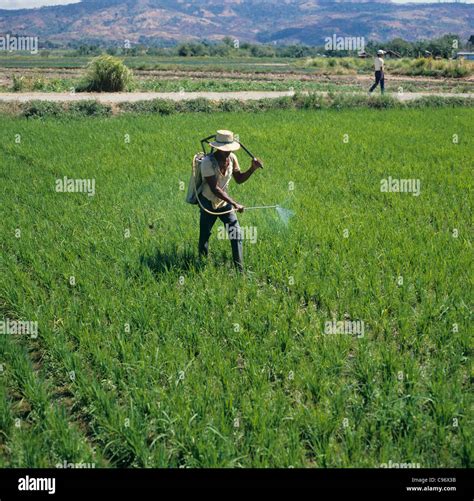 Filipino Spraying An Immature Rice Crop With A Knapsack Sprayer Luzon