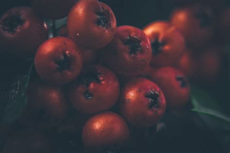 berries bush close   photo  pixabay pixabay