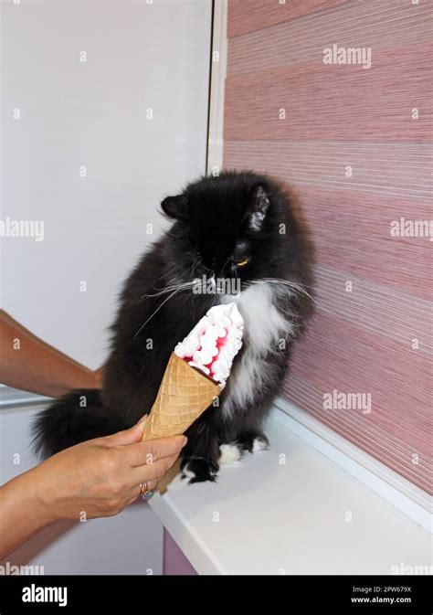 human hand offers a black cat to eat ice cream. Surprised cat with ice cream. Delicious ice ...