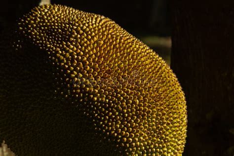 A Jackfruit Tree With Some Ripe Fruit Artocarpus Heterophyllus Stock