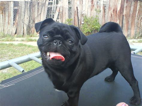 Poze Catei Mops Negru Mops Pug Carlin Un Blog Dedicat Acestei Rase