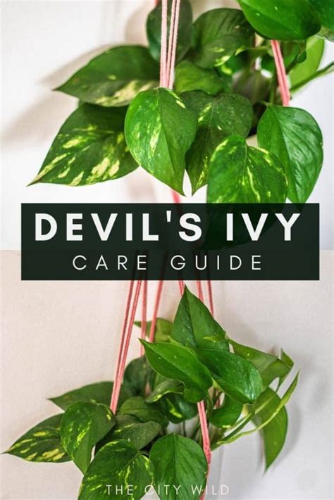 Devils Ivy Care Guide Epipremnum Aureum Trailing Pothos