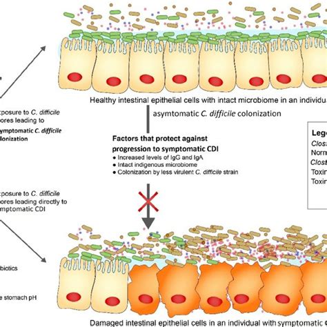 Prevalence Of Asymptomatic C Difficile Colonization In Different