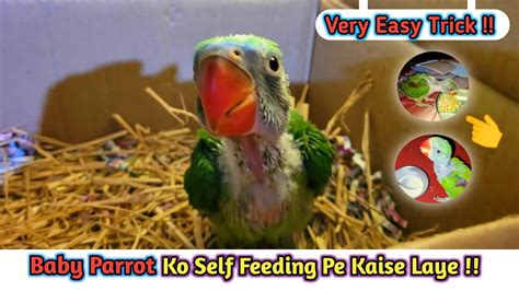 Baby Parrot Ko Self Feeding Mai Kaise Laye In Hindi Birds