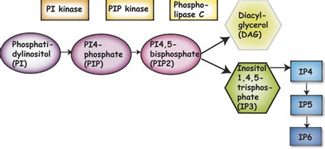 Figure 1 From The Regulation Of ATP Dependent Nucleosome Remodelling