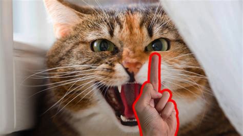 Cat With Middle Finger Meme