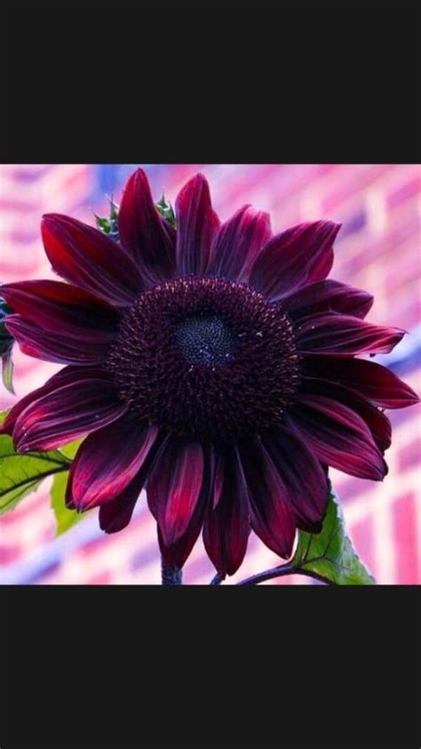 Sunflower Seeds Plum Pro Cut Beauty Flowers Organic Flower Seed Usa Grown 25 Artofit