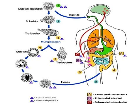 Entamoeba Histolytica Patogenia La Amebiasis Es La Forma