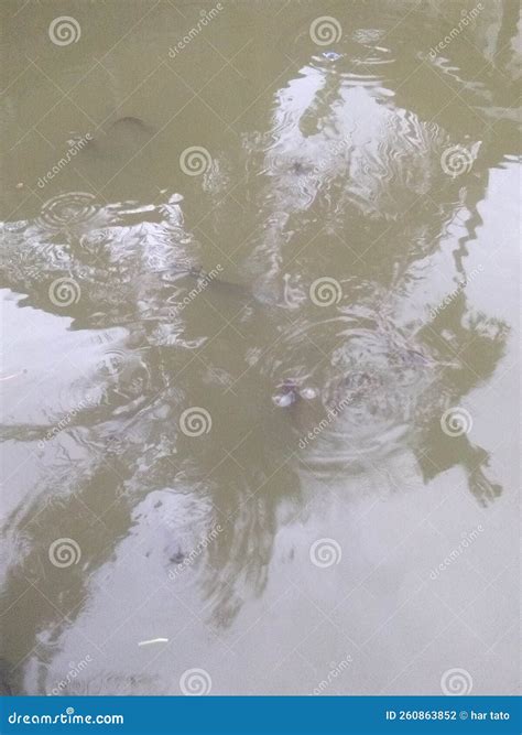 Fish pond full of catfish stock photo. Image of painting - 260863852