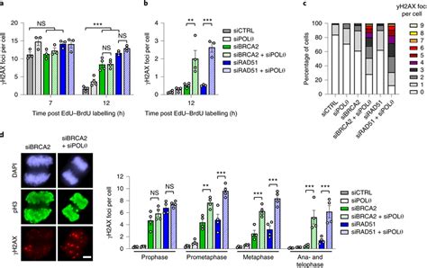 Tmej In Hr Deficient Cells Is Delayed Until Mitosis A Spontaneous