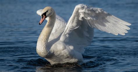 Bakgrundsbilder solljus sjö natur parkera vilda djur och växter