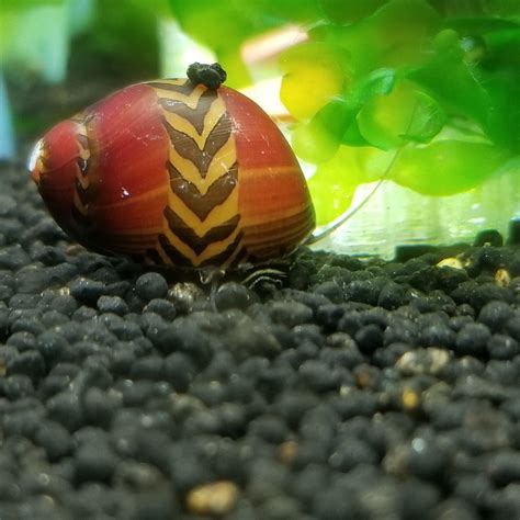 Red Racer Nerite Snail Vittina Waigiensis The Shrimp Farm