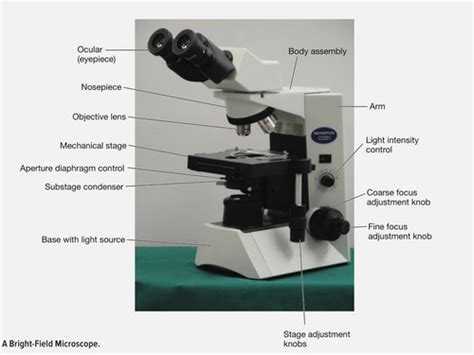 Microscopy Techniques Flashcards Quizlet