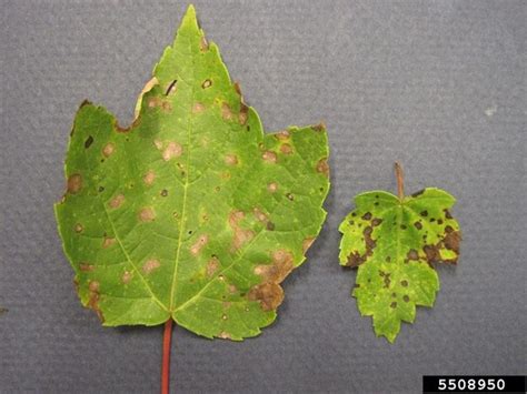 Common Disease Pests Of Maple In North Carolina Nc State Extension Publications