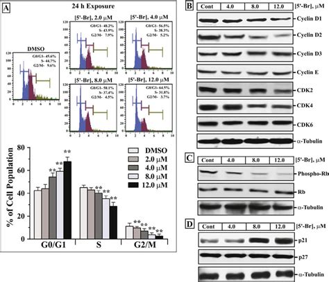 Br Induces A Cell Cycle Arrest At G G Phase In Hl Cells A In