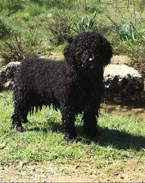 Perros de agua español Cachorros de pdae Perros de agua en Grazalema