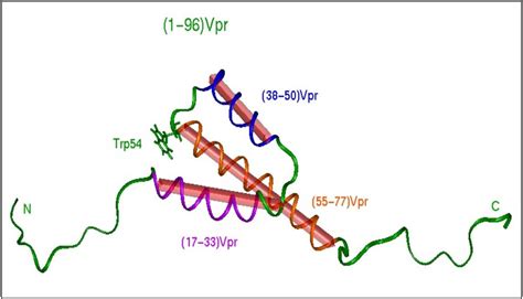 The Vpr Protein From Hiv Distinct Roles Along The Viral Life Cycle