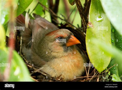 Cardinal Nest High Resolution Stock Photography and Images - Alamy