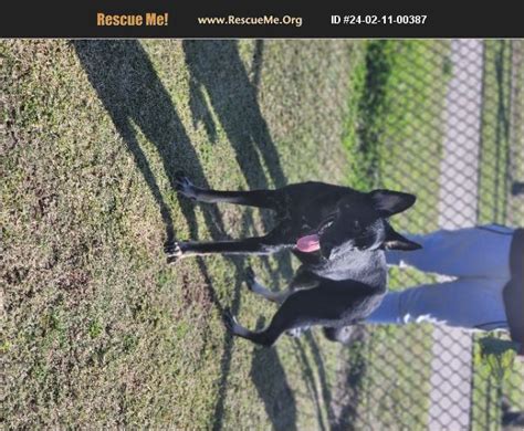 ADOPT 24021100387 German Shepherd Rescue Winter Haven FL