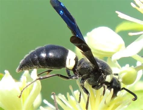 17 Black with White Striped Wasps (Pictures and Identification)