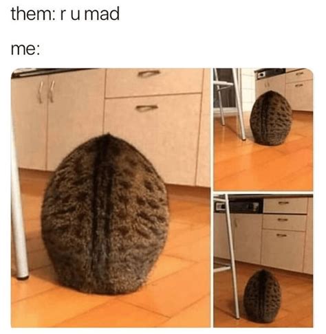 Get In The Caturday Mewd With These Fresh Cat Memes Cat Memes