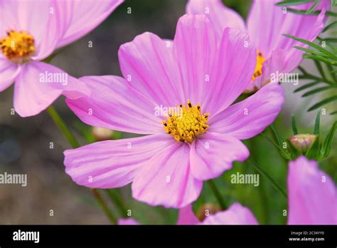 Cosmos Sonata Flowerfield Pink Flower Field Cosmos Bipinnatus Stock