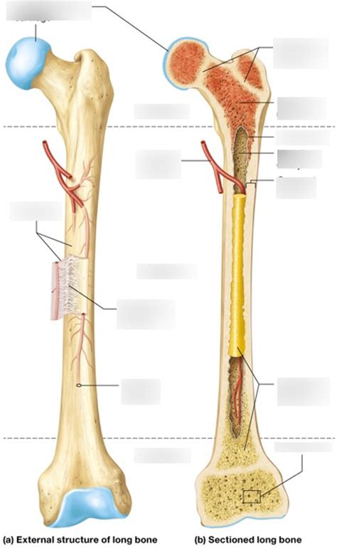 features of bone labeling Diagram | Quizlet