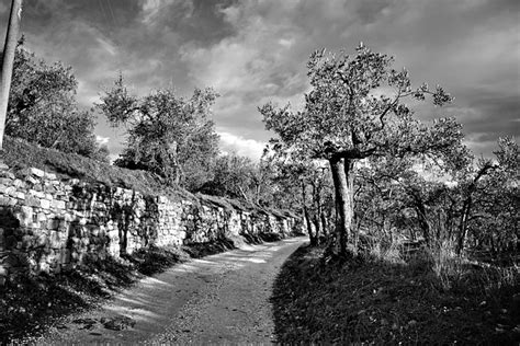 Nature Trees Monochrome Free Photo On Pixabay Pixabay