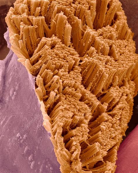 Skeletal Muscle Actin Myosin Filaments Sem Stock Image C0319808