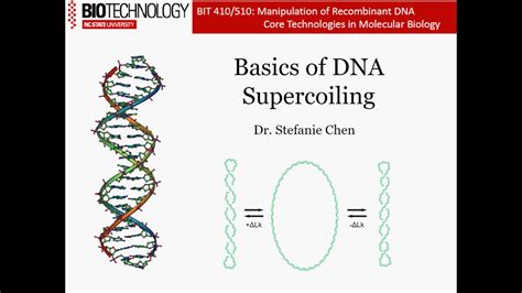 Introduction To Dna Supercoiling Youtube