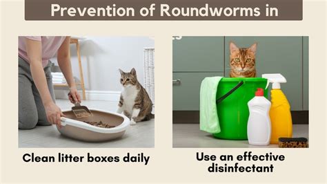 PPT Roundworms In Cats How To Keep Your Feline Friend Safe And