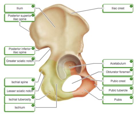 Pelvis Wall Floor NVB Flashcards Quizlet