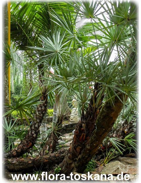 Serenoa Repens Saw Palmetto Flora Toskana