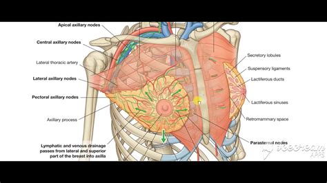 Breast Blood Supply Lymphatic Drinage 2 YouTube