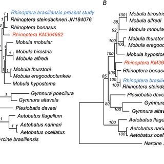 Characterization Of The Complete Mitochondrial Genome Of The Brazilian