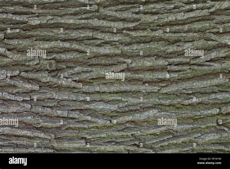 Oak tree bark texture Stock Photo - Alamy