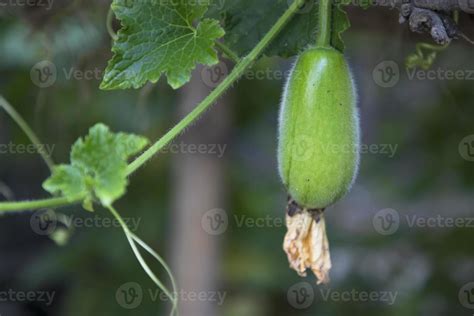 Wax Gourd Chalkumra Organic Vegetable Ash Gourd Winter Melon Seeds Benincasa Hispida 9774476