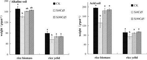 Effects Of Si Application On Biomass And Yield Of Rice Under Cd Stress