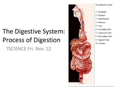 The process of digestion