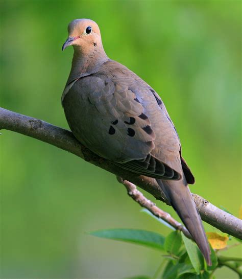 Mourning Dove Ndow