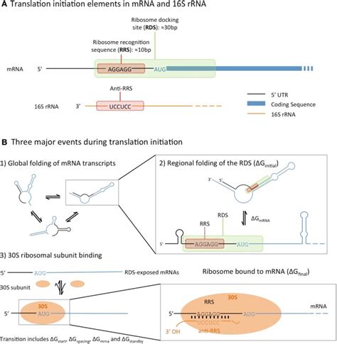 An Illustration Of The Translational Initiation Elements Encoded In The