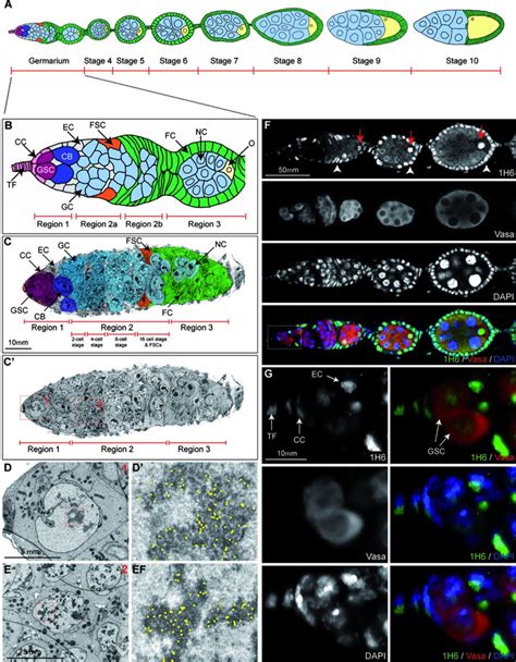 Germline Stem Cells In Drosophila Contain Less Heterochromatin And