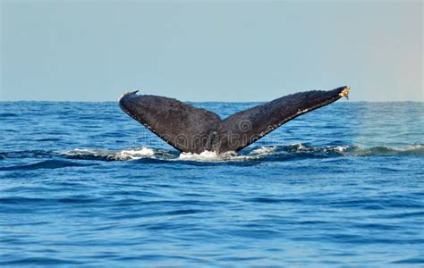 Platija De La Cola De La Ballena Jorobada Del Salto Imagen De Archivo