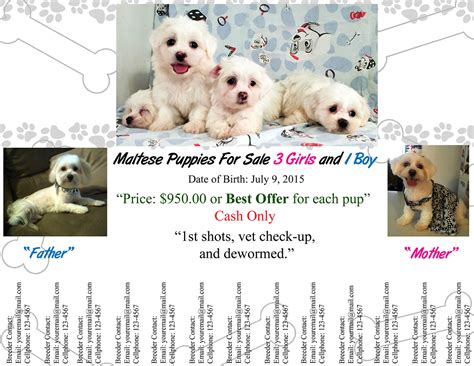 Free Puppies For Sale Flyer Template